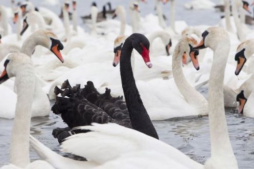 £££ reuse fee applies - A Black Swan, normally found in Australia, spotted in Dorset